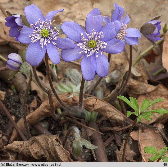 Hepatica nobilis (przylaszczka pospolita)