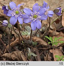 Hepatica nobilis (przylaszczka pospolita)