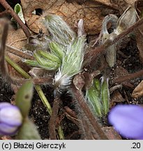 Hepatica nobilis (przylaszczka pospolita)