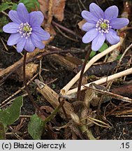 Hepatica nobilis (przylaszczka pospolita)