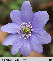 Hepatica nobilis (przylaszczka pospolita)