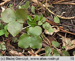 Hepatica nobilis (przylaszczka pospolita)