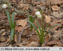 Leucojum vernum (śnieżyca wiosenna)