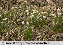 Leucojum vernum (śnieżyca wiosenna)