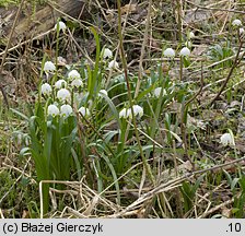 Leucojum vernum (śnieżyca wiosenna)