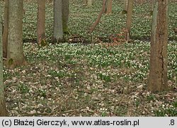 Leucojum vernum (śnieżyca wiosenna)