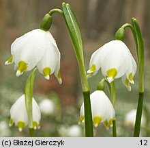 Leucojum vernum (śnieżyca wiosenna)