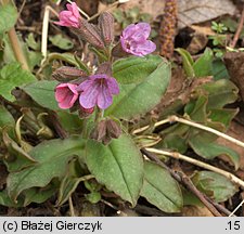 Pulmonaria officinalis (miodunka plamista)