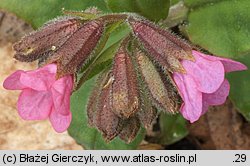 Pulmonaria officinalis (miodunka plamista)