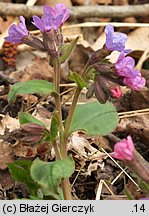 Pulmonaria officinalis (miodunka plamista)