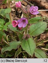 Pulmonaria officinalis (miodunka plamista)