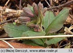 Pulmonaria officinalis (miodunka plamista)