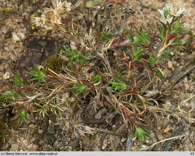 Scleranthus perennis (czerwiec trwały)