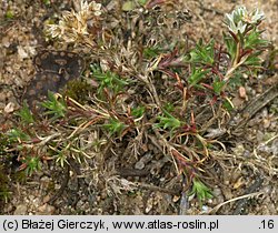 Scleranthus perennis (czerwiec trwały)