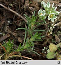 Scleranthus perennis (czerwiec trwały)