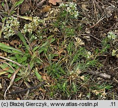 Scleranthus perennis (czerwiec trwały)