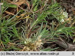 Scleranthus perennis (czerwiec trwały)