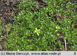 Stellaria media (gwiazdnica pospolita)