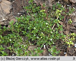 Stellaria media (gwiazdnica pospolita)