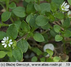 Stellaria media (gwiazdnica pospolita)