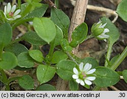 Stellaria media (gwiazdnica pospolita)