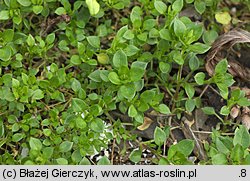 Stellaria media (gwiazdnica pospolita)