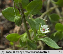 Stellaria media (gwiazdnica pospolita)