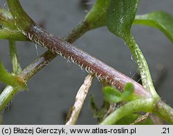 Stellaria media (gwiazdnica pospolita)