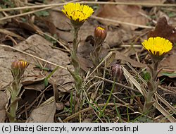 Tussilago farfara (podbiał pospolity)