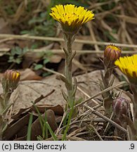 Tussilago farfara (podbiał pospolity)