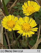 Tussilago farfara (podbiał pospolity)