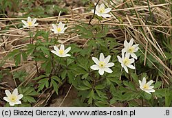 Anemone nemorosa (zawilec gajowy)