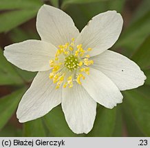 Anemone nemorosa (zawilec gajowy)