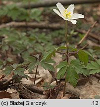 Anemonoides nemorosa (zawilec gajowy)