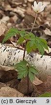 Anemone nemorosa (zawilec gajowy)