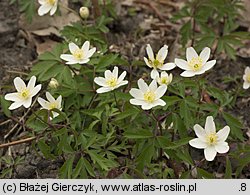 Anemonoides nemorosa (zawilec gajowy)