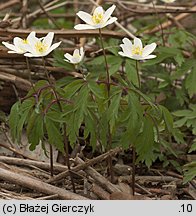 Anemonoides nemorosa (zawilec gajowy)