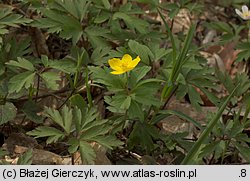 Anemonoides ranunculoides (zawilec żółty)
