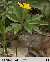 Anemonoides ranunculoides (zawilec żółty)