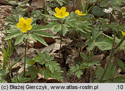 Anemone ranunculoides (zawilec żółty)