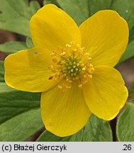 Anemone ranunculoides (zawilec żółty)