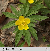 Anemone ranunculoides (zawilec żółty)