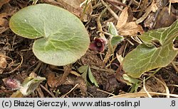 Asarum europaeum (kopytnik pospolity)