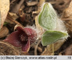 Asarum europaeum (kopytnik pospolity)