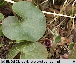 Asarum europaeum (kopytnik pospolity)