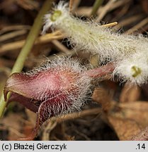 Asarum europaeum (kopytnik pospolity)