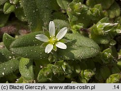 Cerastium semidecandrum (rogownica pięciopręcikowa)