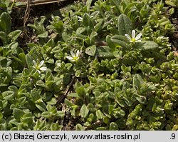 Cerastium semidecandrum (rogownica pięciopręcikowa)