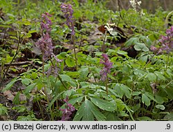 Corydalis cava (kokorycz pusta)