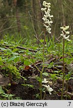 Corydalis cava (kokorycz pusta)